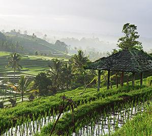 Rice fields