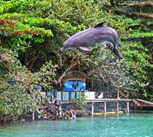 Dolphins in Ocho Rios