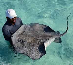 Stingray city