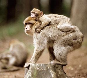 Barbary apes