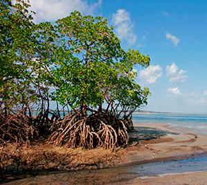 Mangroves