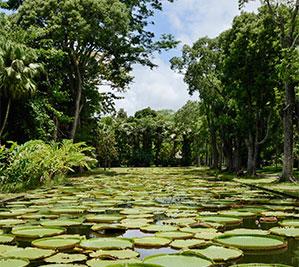 Pamplemousses Botanical Gardens