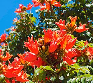 Tropical Garden