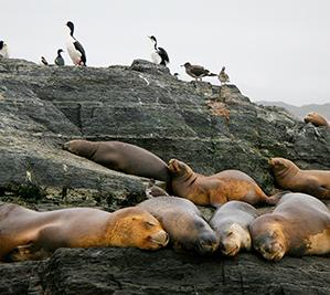 Beagle channel