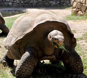 Tortoises Protection Centre