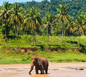 Pinnawala Elephant Orphanage