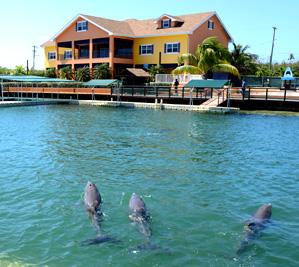 Dolphin Cove