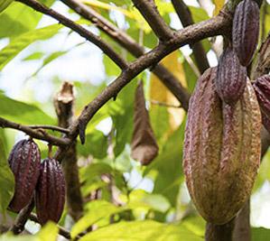 Cocoa farm