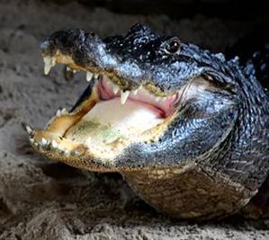 An alligator in the Everglades