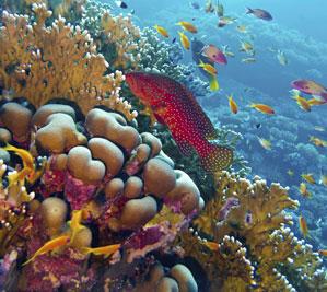 Snorkeling Tour