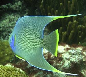 Tropical fish in a coral reef