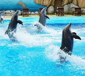 A dolphin show at Marineland