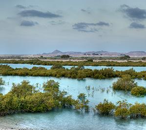 Mangrove