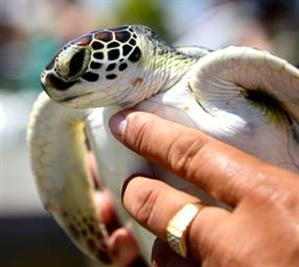 Sea Turtles at Projeto Tamar