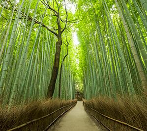 Arashiyama